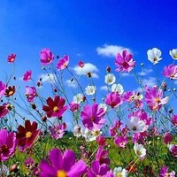 Neriman Yılmaz Kula