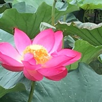 田春艳