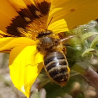 Manuel Fernando Pires