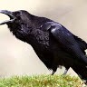 Raven Lim