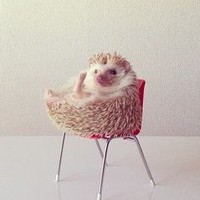 Hilda the Hedgehog
