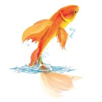 Victorynk Pericentro