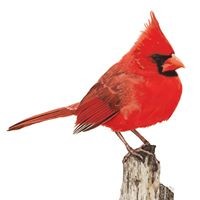 Donny Cardinale