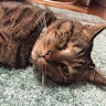 にゃあすけ ᙚMiᒻE ̮̈