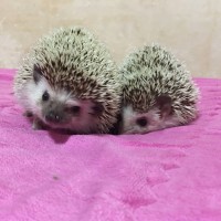 소주는이슬
