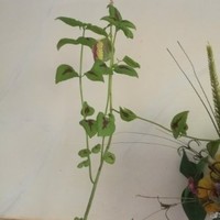 موسي علي الصغير