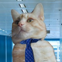 Miso Un Gatto