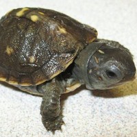 Turtle Box