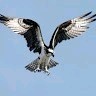 Eagleyevision Production