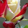 Sher Alam