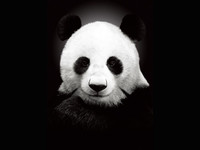 李鹏博