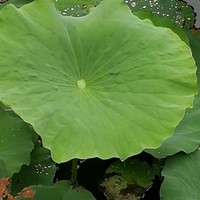吴朝阳