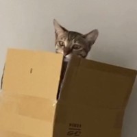黃偉綸