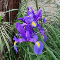 Iris Dagan