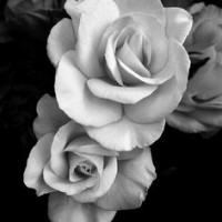 Sarietha Van der Walt