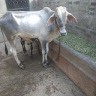 Sahil Reddu