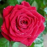 nirmeen khaled