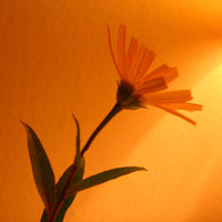 Amit Rana