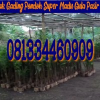 Jual Bibitsalak Madu Gading