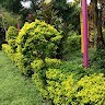 Deeparani Gopi