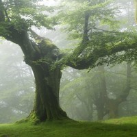 Nadeesha Laknadi Gomes