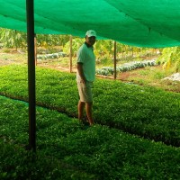 Yerala International- Onion Exporter