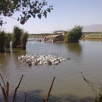 F Saghanezhad