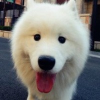高怡雯