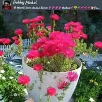 Pawan Kumar Yadav
