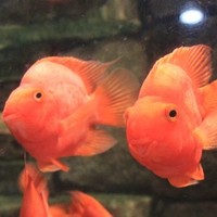 鄢雅芳