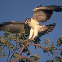 Aigle Mimo