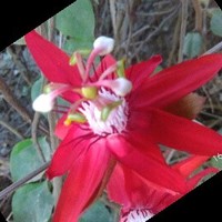 Sourav Roy