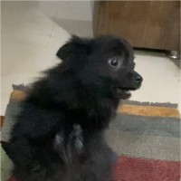 Ko Ko