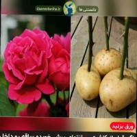 Tayebeh Rahimi