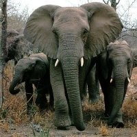 Sello Olifant