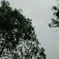 聂志聪