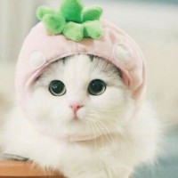 Cooki Cream