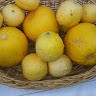 Mehtap Birinci