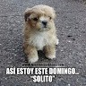 Rocks Puppy