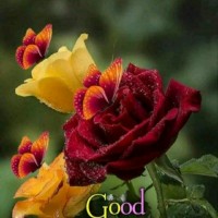 Sarathvijay T