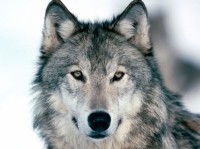 Greywolfgaming Pep