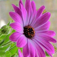 Vidushi Mudgal
