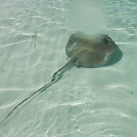 Lhp Mermaid Florida