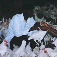 JELILI ADEMOLA ADELEKE