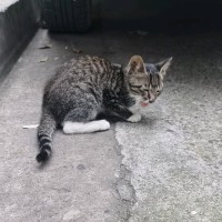 韩陈浩磊