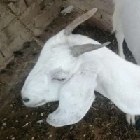 Bakri Khan
