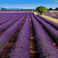 Loutanding Dao Danfaga