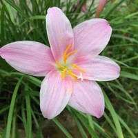 梅和平意
