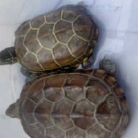 王学权