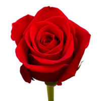 DRISHYA P.V